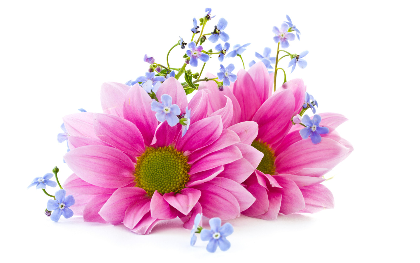 http://img3.goodfon.ru/original/1440x900/4/b2/cvety-lepestki-flowers.jpg