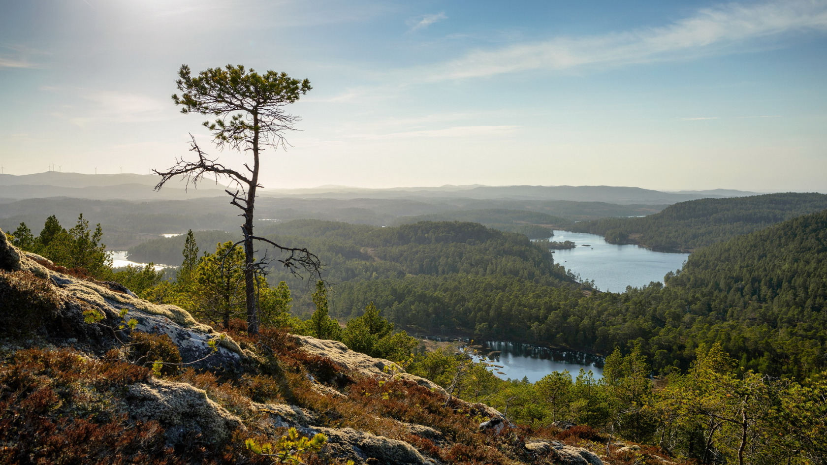 Роскошные пейзажи Норвегии - Страница 4 Derevo-gory-peyzazh-2205