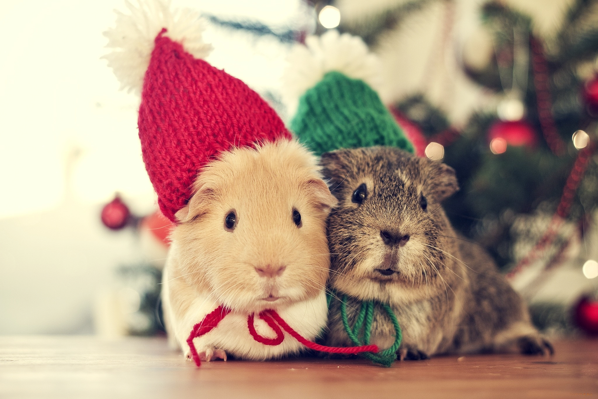Cute pictures of christmas animals