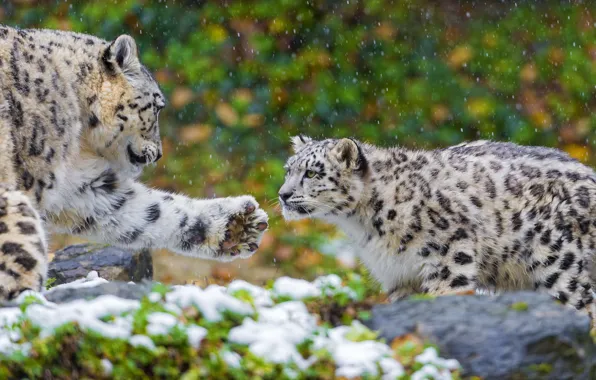 Snow Leopard Обои Скачать