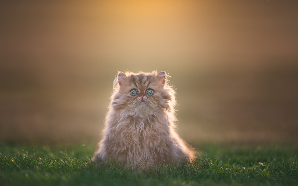 Пушистый котенок (В статье много фото) - deviceart.ru
