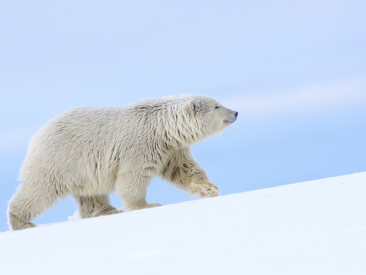 Скачать обои снег, медведь, Аляска, белый медведь, полярный медведь, раздел...