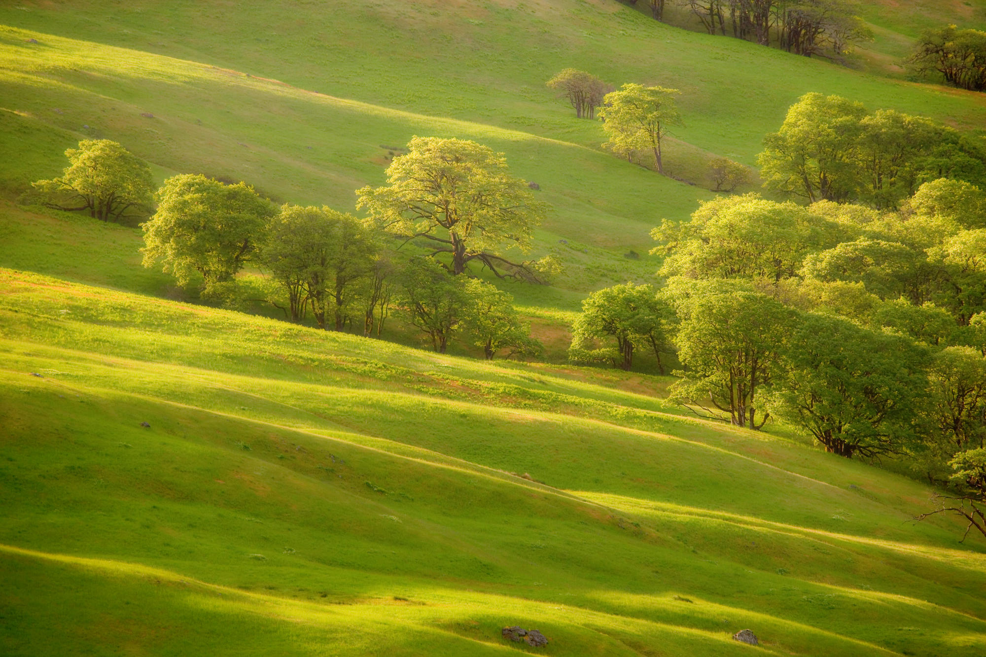 Пейзаж в зеленых тонах