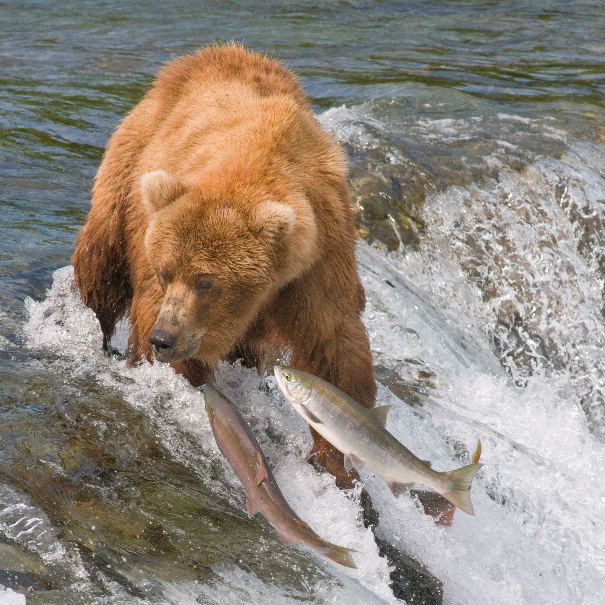 медведь ест рыбу фото