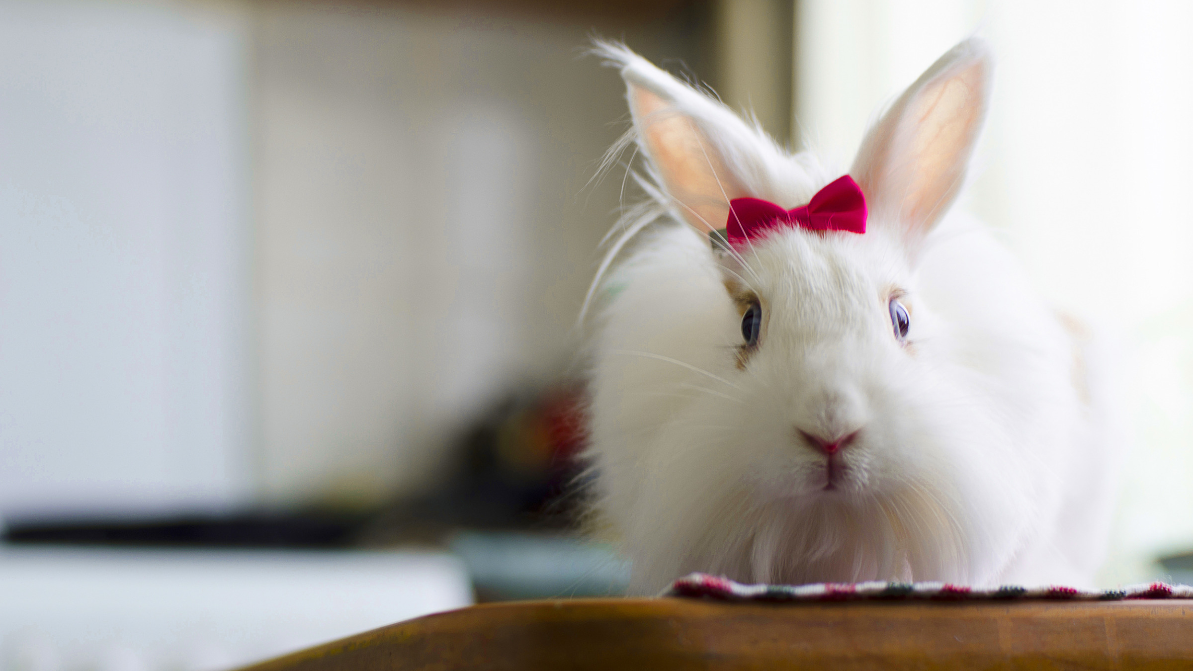 Скачать обои белый, пушистый, кролик, милый, красивая, бантик, rabbit, bunn...