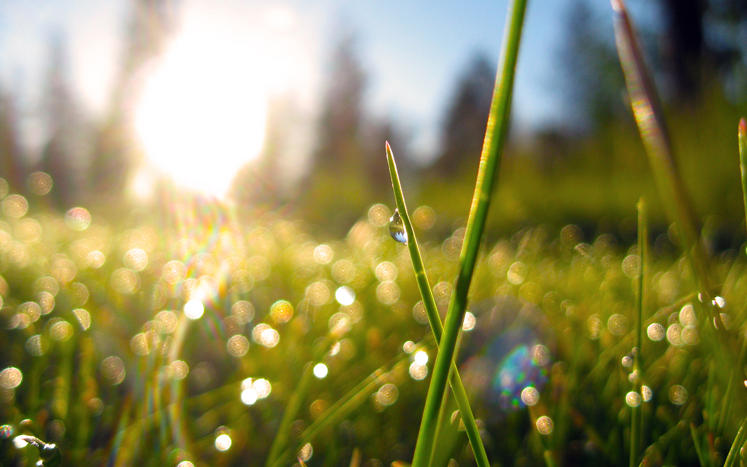трава, солнце, природа, роса, растения, утро, боке, morning dew. 