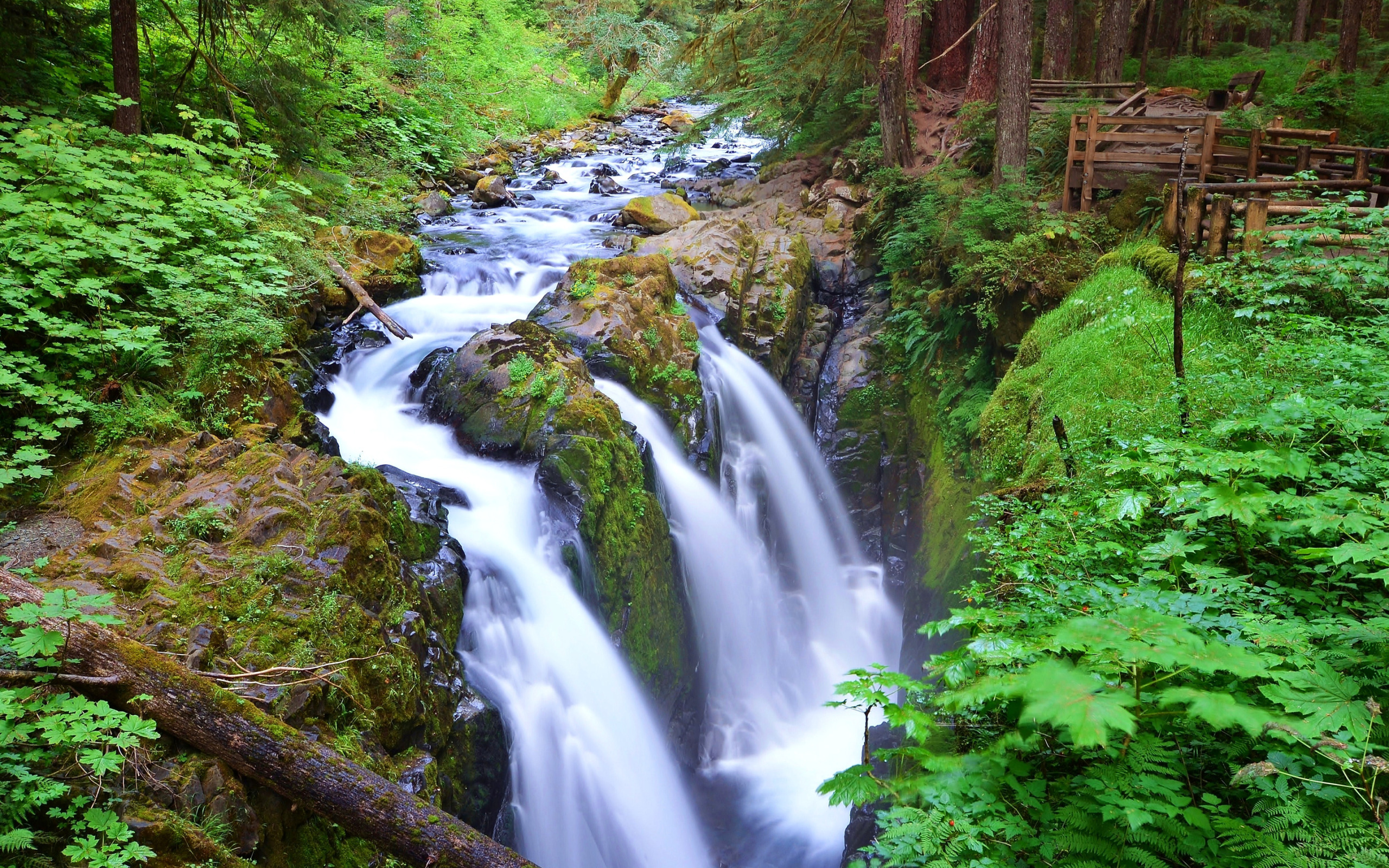 лес, деревья, река, водопад, поток, США, Washington, Olympic National Park,...
