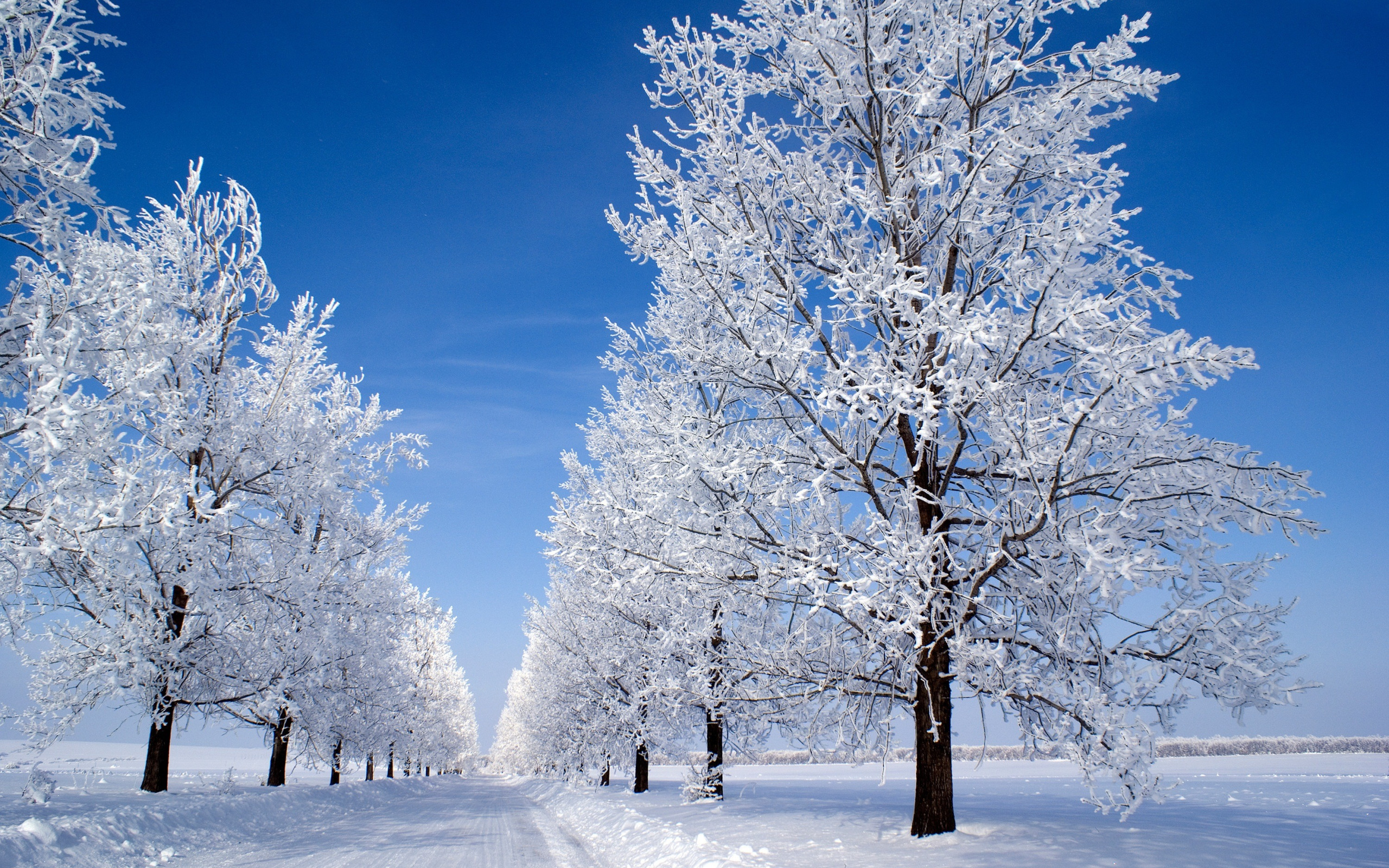 Скачать обои зима, небо, снег, деревья, голубое, утро, Snow morning, раздел...