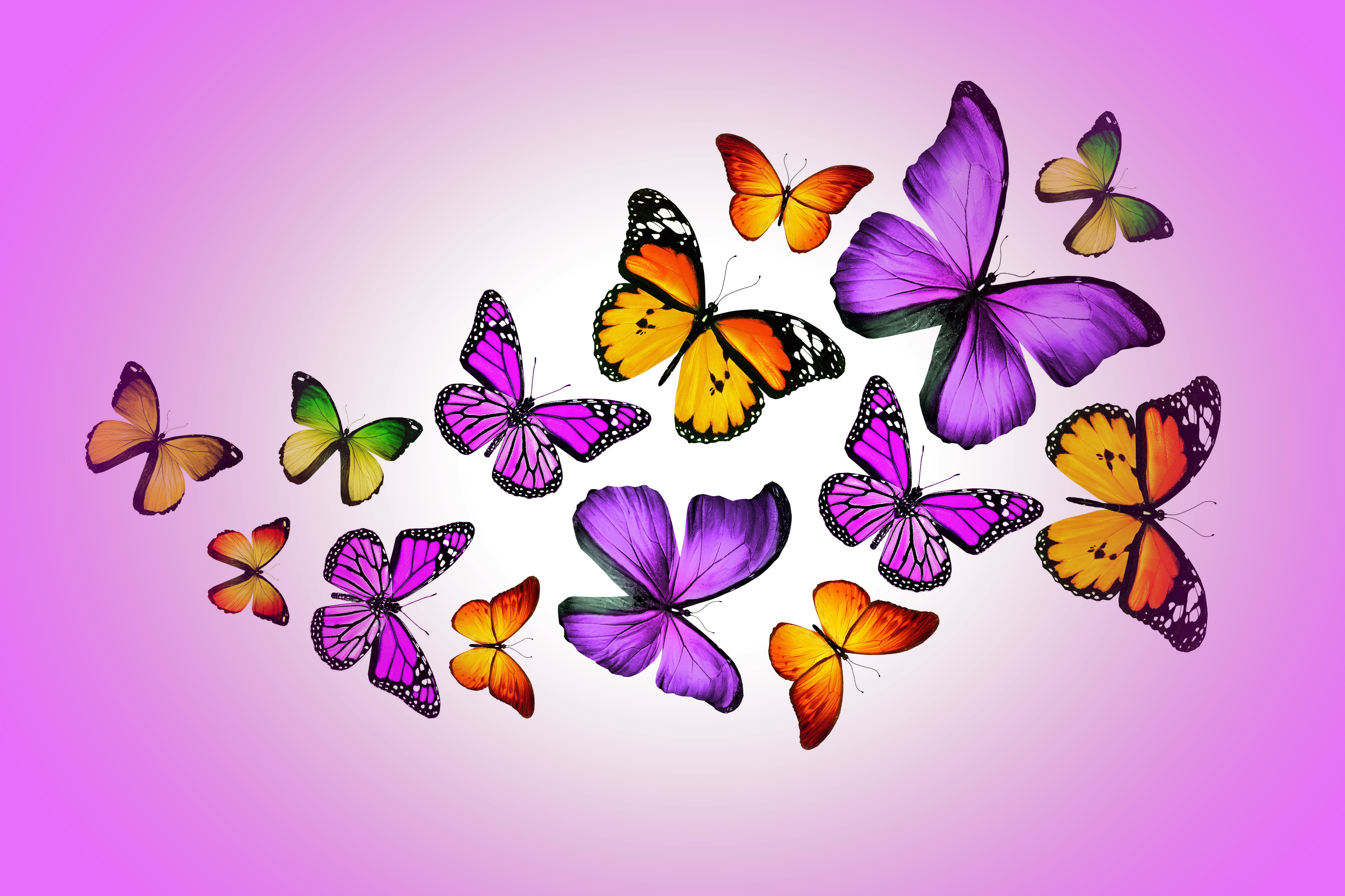 Обои для рабочего стола. бабочки, colorful, purple, butterflies, design by ...