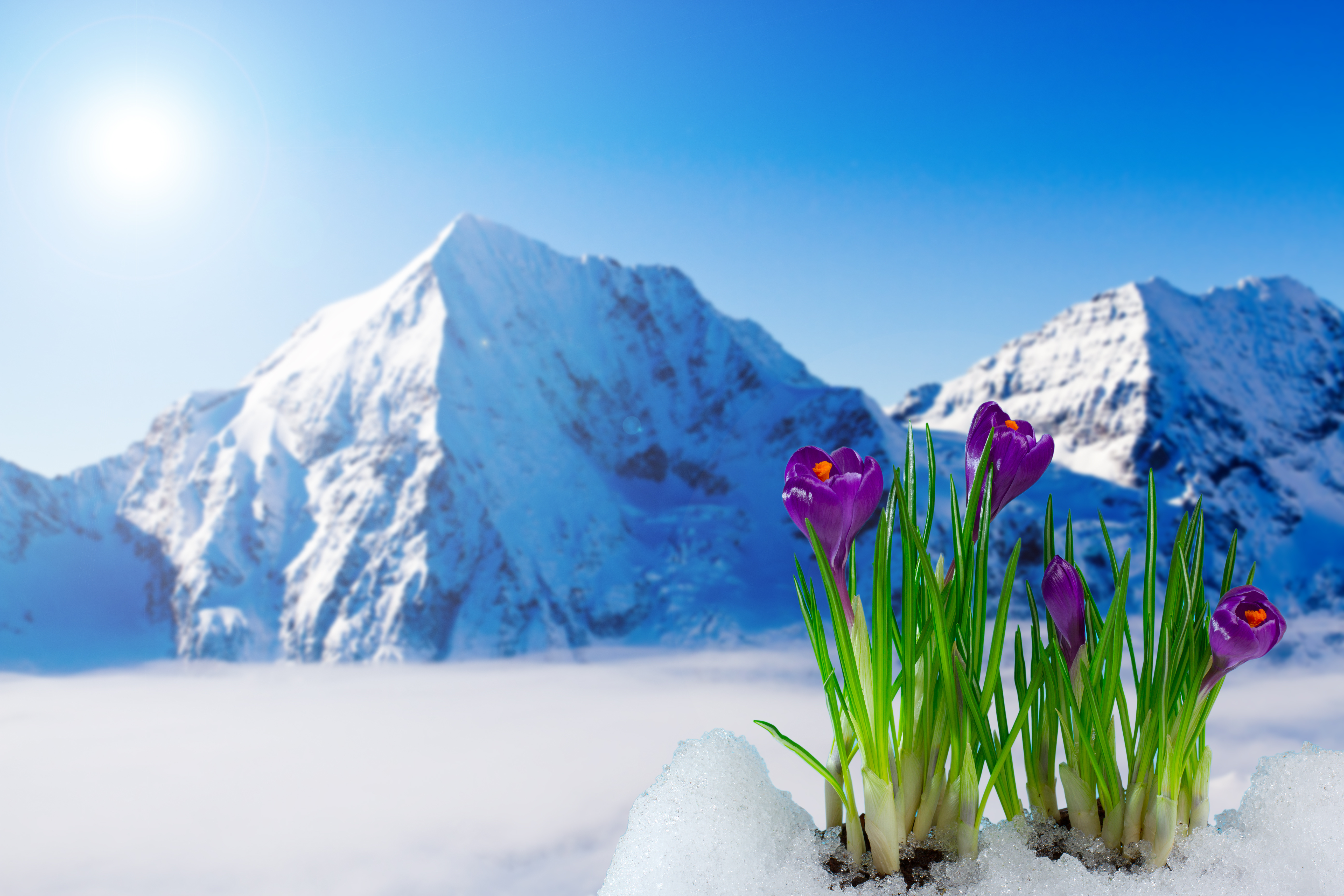 Скачать обои весна, крокусы, цветение, flowers, mountain, snow, spring, cro...