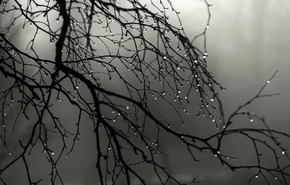 Картинка капли, туман, дождь, ветви