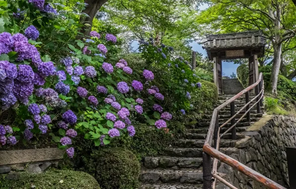 Картинка цветы, Япония, лестница, храм, Japan, Kyoto, Киото, гортензии, Yoshimine-dera Temple