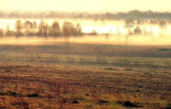 Картинка поле, пейзаж, природа, туман, утро