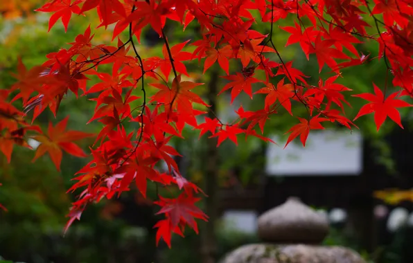 Картинка ветки, природа, листва, япония, сад, клён, красная