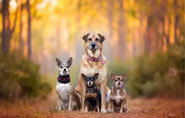 Картинка собаки, семья, bokeh, пинчер, Чихуахуа, chihuahua, dog family, dog breath, Kaylee Greer, cute dogs