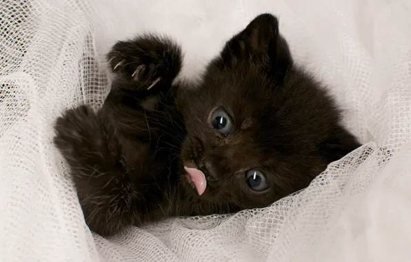 Картинка котенок, черный, Кот, ткань, лежит