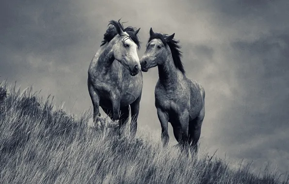 Картинка love, grass, field, horses, couple