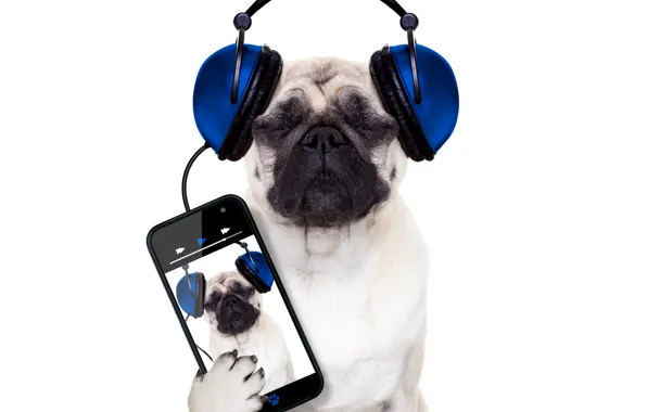 Картинка собака, юмор, наушники, белый фон, телефон, смартфон, Мопс