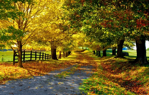 Картинка дорога, осень, листья, деревья, забор, Природа, аллея