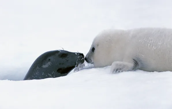 Картинка Снег, Baby, Тюлень