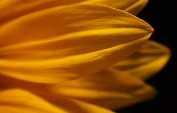Картинка цветок, макро, желтый, лепестки, черный фон