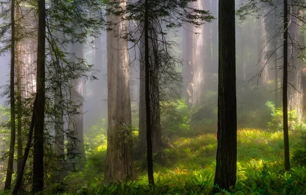 Картинка лес, лето, деревья, пейзаж, природа, туман