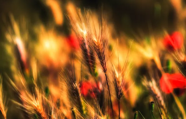Картинка поле, осень, трава, растение, луг