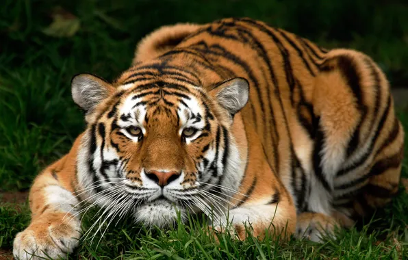 Картинка кошка, животные, трава, тигр, киска, grass, киса, animals, pussy, tiger