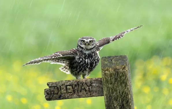 Картинка дождь, птица, забор