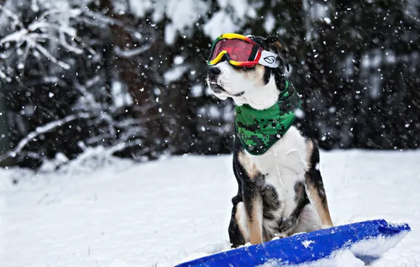 Картинка зима, снег, друг, собака