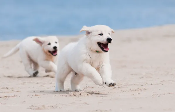 Картинка песок, собаки, пляж, макро, щенки, бег