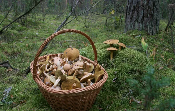 Картинка осень, лес, природа, фон, обои, грибы, мох, прогулка, корзина с грибами