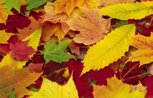 Картинка осень, листья, природа, времена года, желтые, красные, разноцветные, опавшие