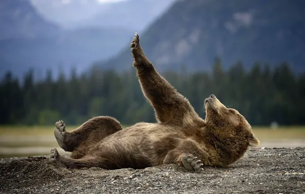 Картинка природа, животное, земля, хищник, Аляска, Медведь, лежит, Гризли