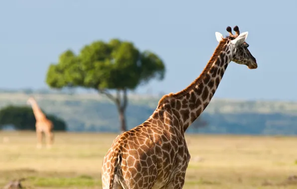 Картинка животные, лето, жара, жирафы, африка, австралия, дикая природа