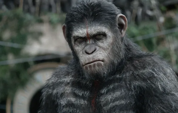 Картинка обезьяна, monkey, Цезарь, Caesar, шимпанзе, Планета обезьян: Революция, Dawn of the Planet of the Apes, …
