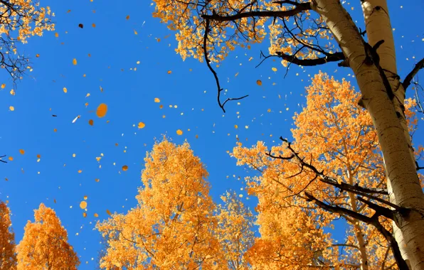 Картинка осень, небо, природа, листва