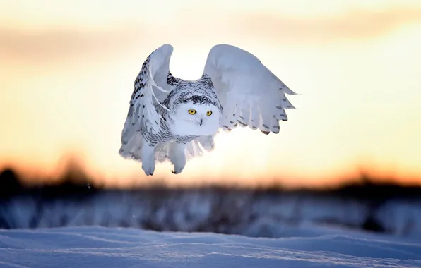 Картинка зима, снег, закат, птица, вечер, полярная сова, белая сова, Nyctea scandiaca, Bubo scandiacus