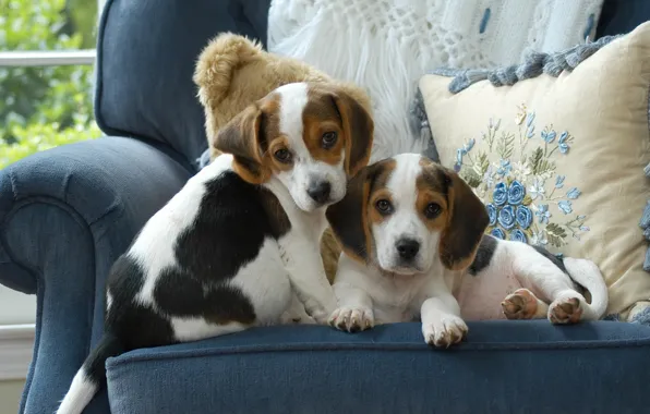Картинка собаки, голубой, кресло, подушки, щенки, пара, двое, два, милые, обои от lolita777