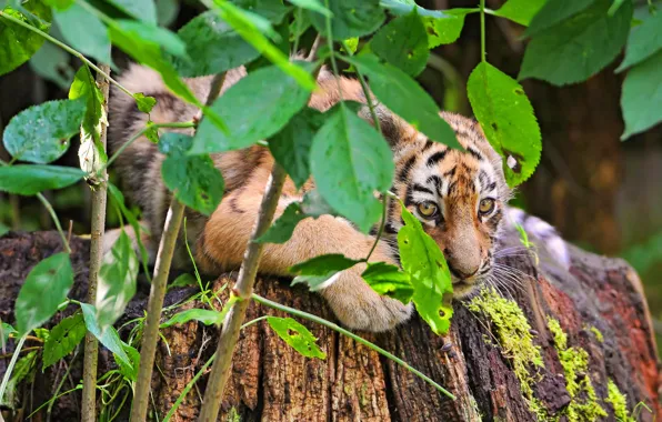 Картинка тигр, листва, куст, прячется, тигрёнок