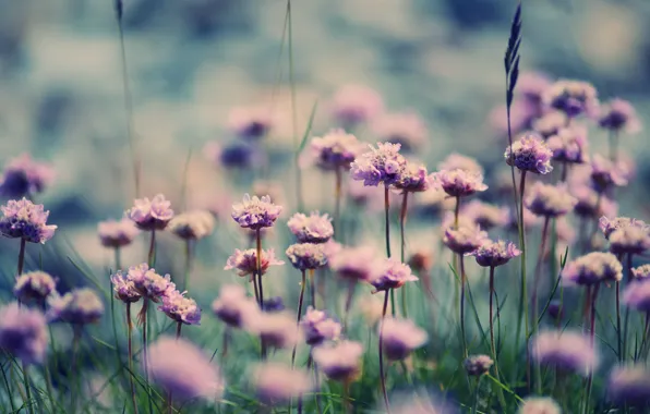 Картинка лето, трава, цветы, цветут