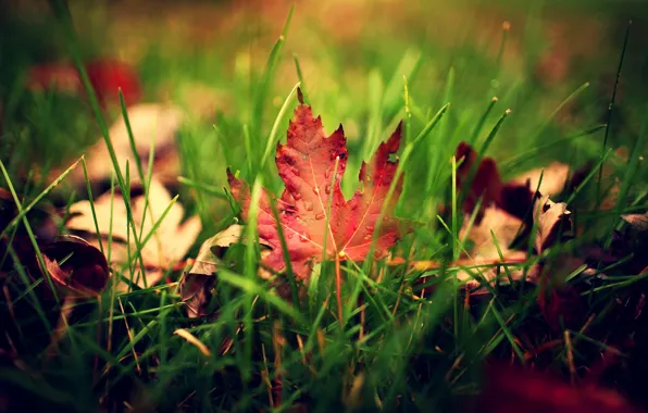 Картинка зелень, осень, трава, листья, капли, макро, лист, капельки, размытость