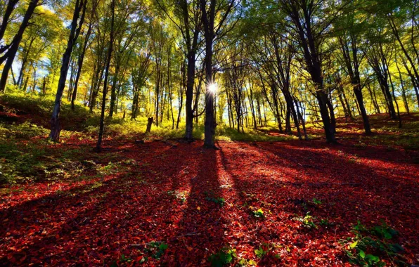 Картинка солнце, деревья, листва, Лес, тени