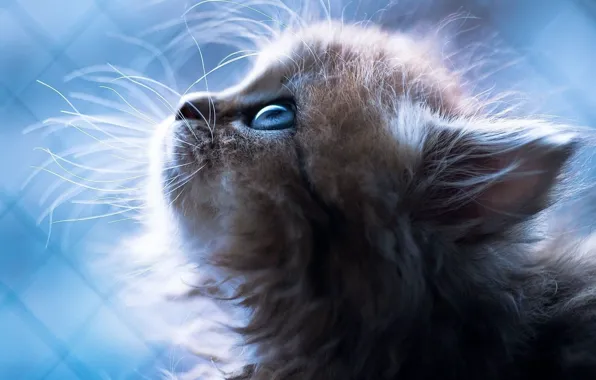 Картинка cat, blue eyes, Kitten, animal, sweet, blue background, portrait, mustache, nose