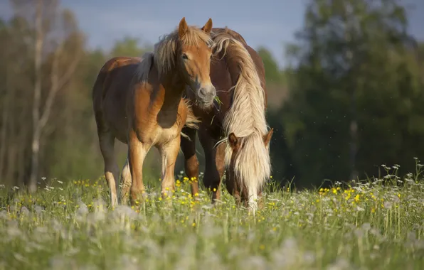 Картинка лето, трава, природа, кони, компания