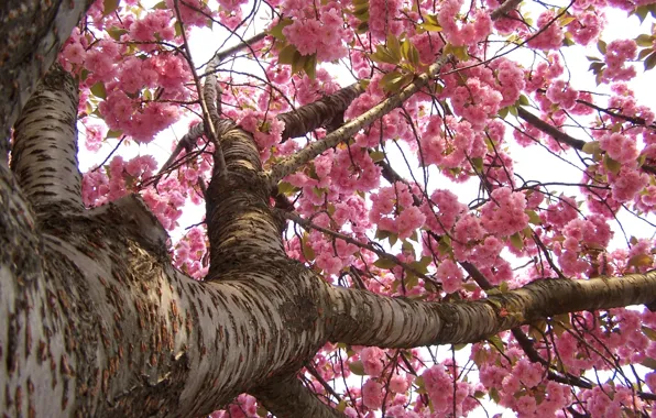Картинка япония, весна, сакура, цветение
