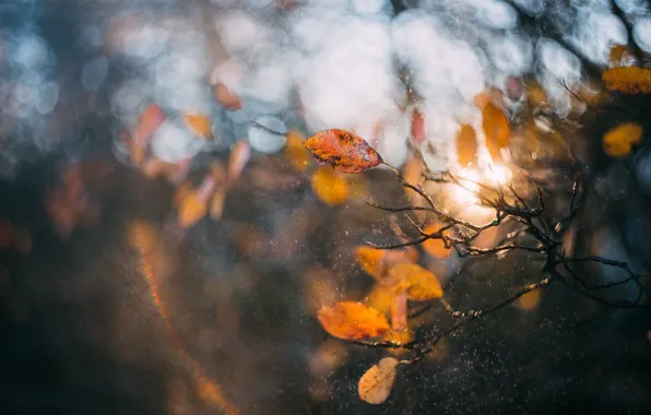 Картинка осень, макро, свет, брызги, ветки, природа, листва