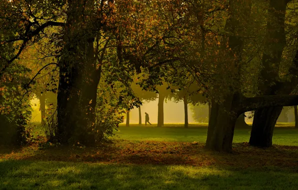 Картинка grass, trees, park, autumn, fog, man, shadows, sunlight, foliage
