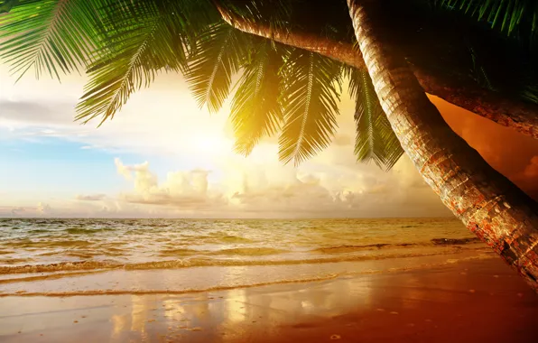 Картинка песок, море, пляж, закат, тропики, пальмы, берег, summer, beach, sea, ocean, coast, sunset, sand, paradise, …