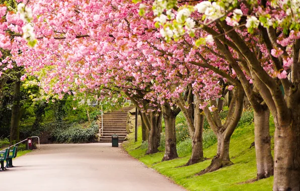 Картинка дорога, деревья, природа, парк, Англия, весна, сакура, Великобритания, ступеньки, аллея, цветение, England, Great Britain, Sheffield, …